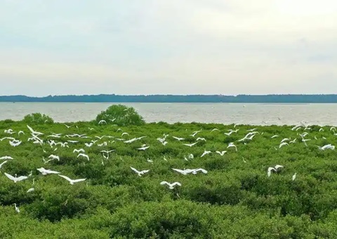 点赞！广东立异“蓝碳”开爆发意路径，，，，，多个案例开创先河！